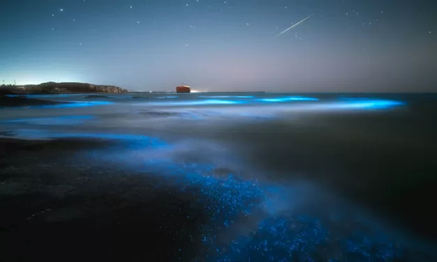 Your Ultimate Guide to La Parguera’s Bioluminescent Bay